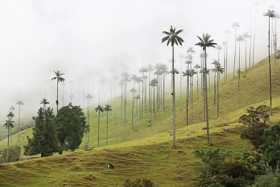Valle de Cocora, Quindío