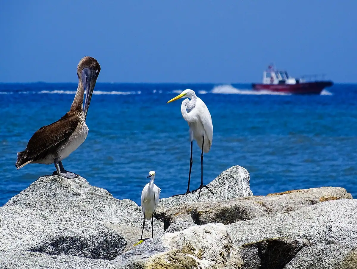 Camellón de la Bahía (Santa Marta)