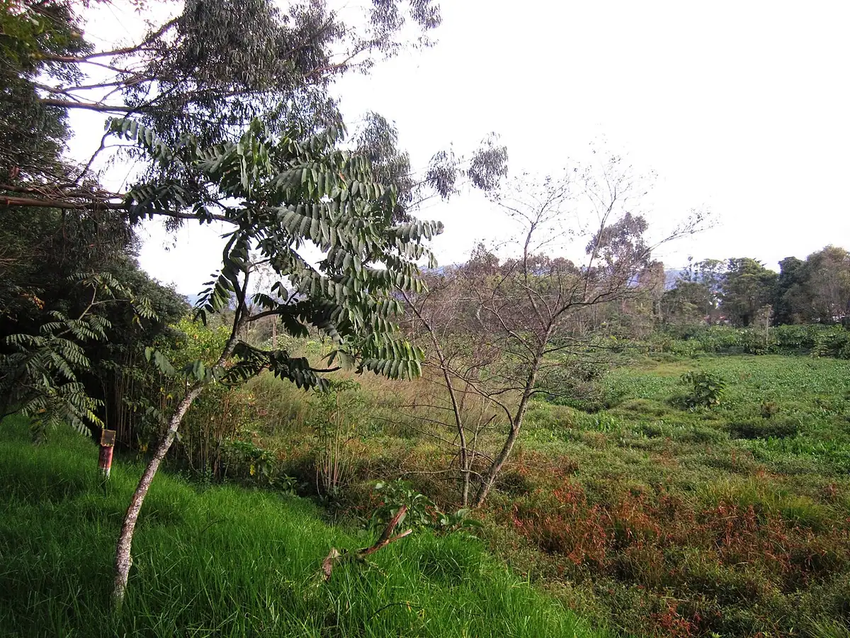 Humedal Córdoba (Bogotá)
