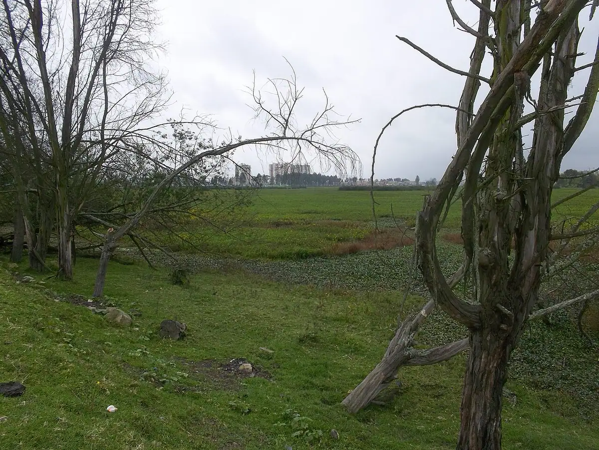 Humedal Jaboque (Bogotá)