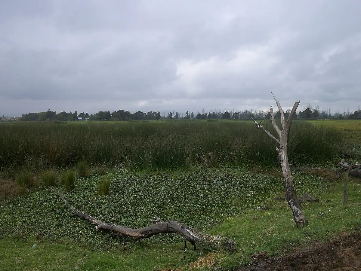 Humedal Jaboque (Bogotá)