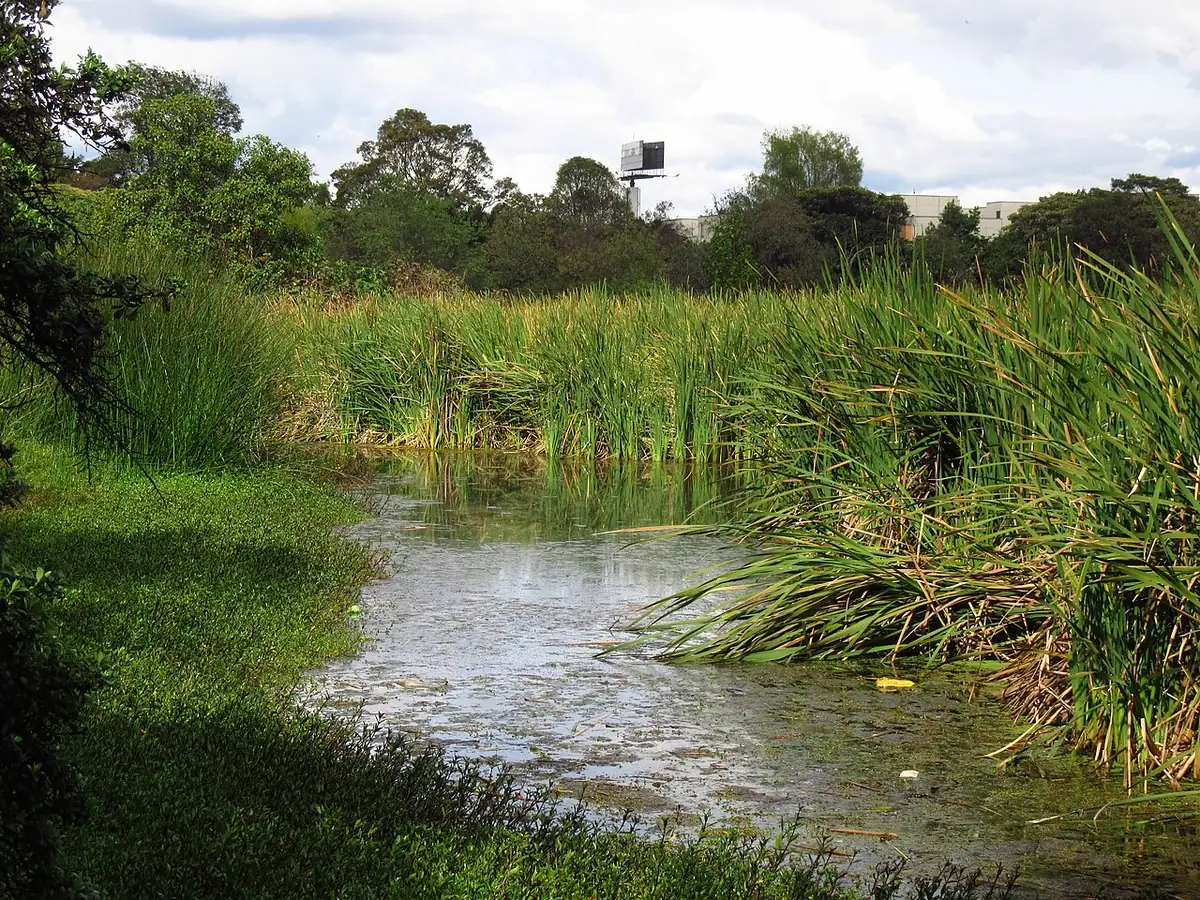 Humedal Santa María del Lago (Bogotá)