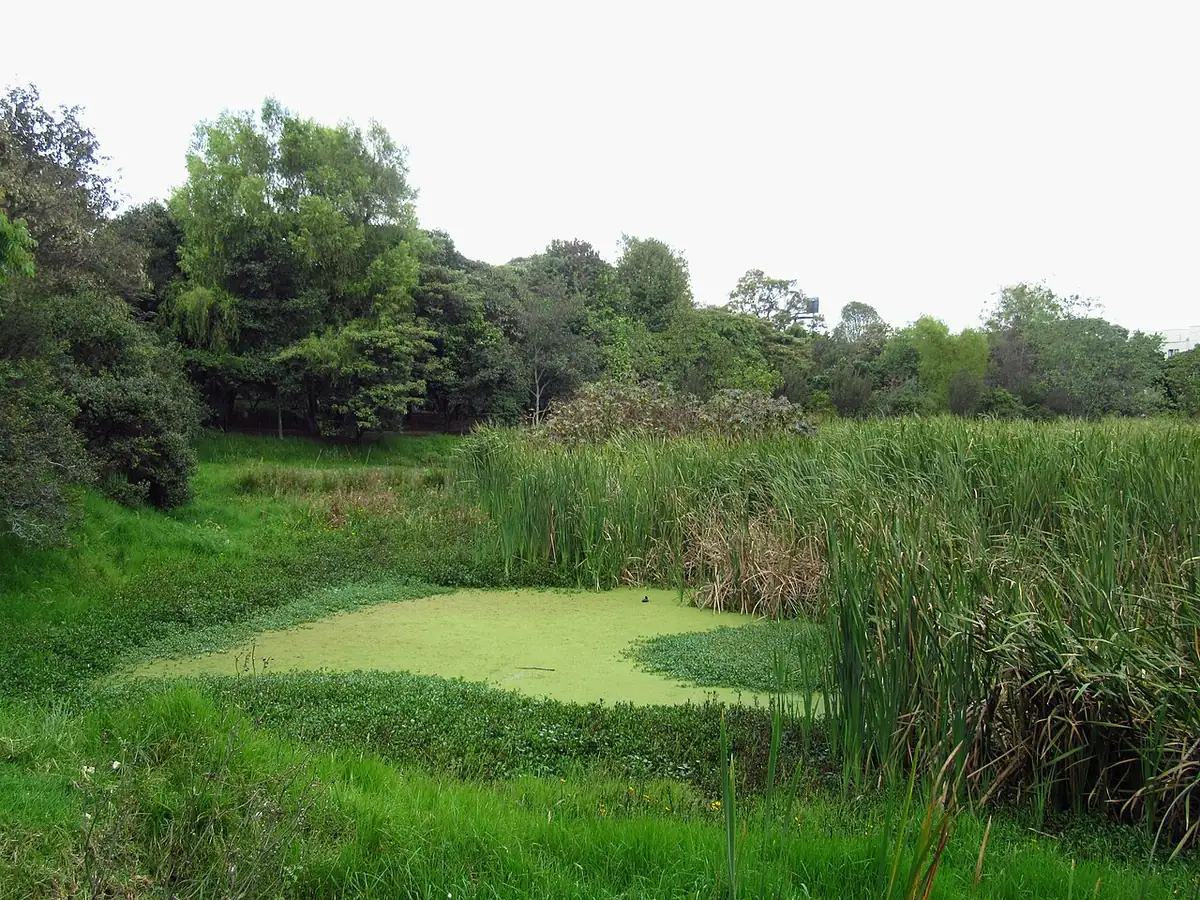 Humedal Santa María del Lago (Bogotá)