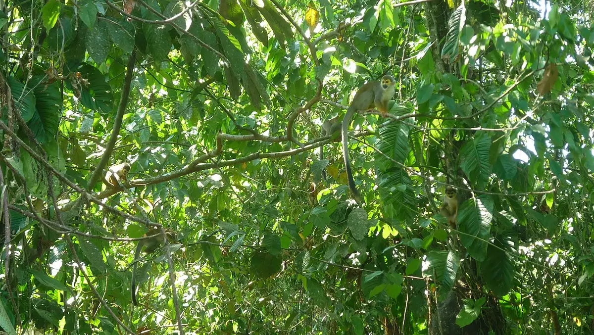 Isla de los Micos (Leticia)