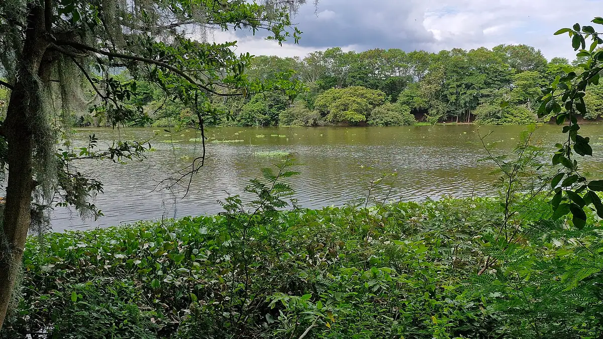 Madre Vieja Videles (Guacarí)
