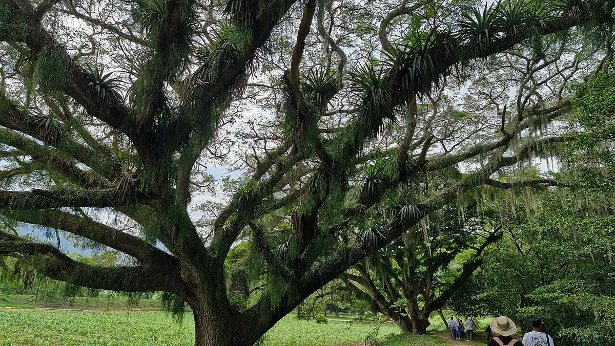 Madre Vieja Videles (Guacarí)