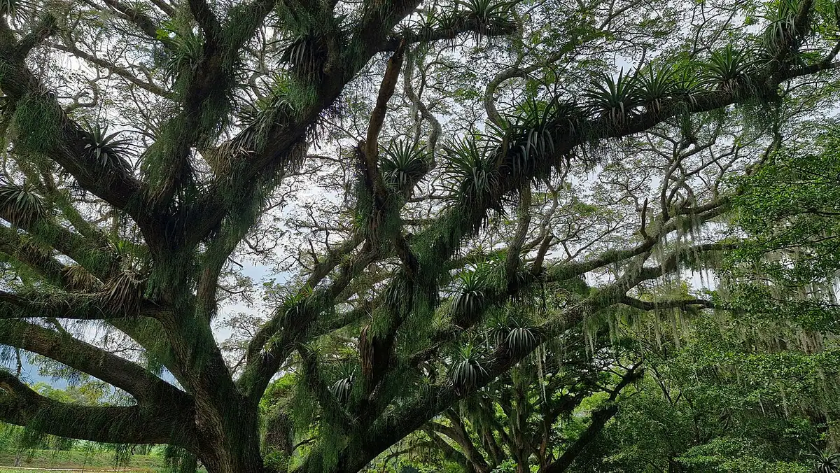 Madre Vieja Videles (Guacarí)