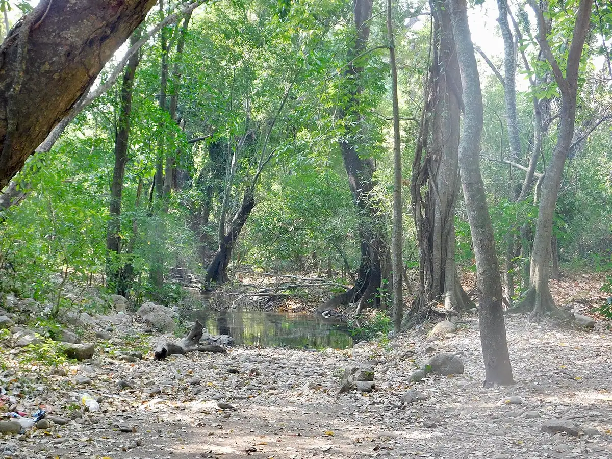 Manantiales de Cañaverales (La Guajira)