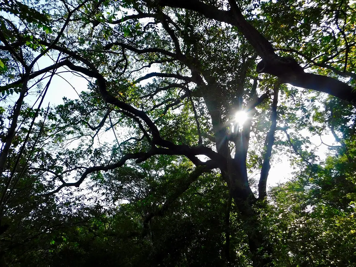 Manantiales de Cañaverales (La Guajira)