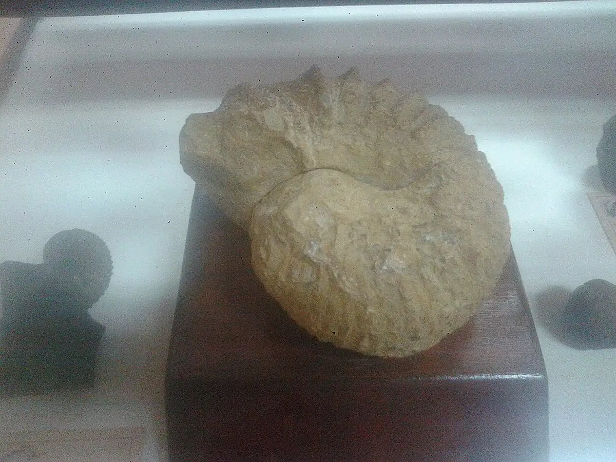 Museo de Historia Natural (Popayán)