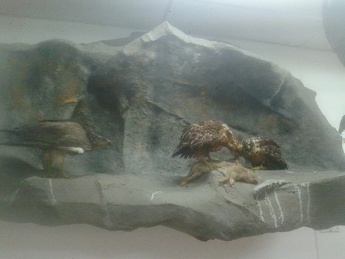 Museo de Historia Natural (Popayán)