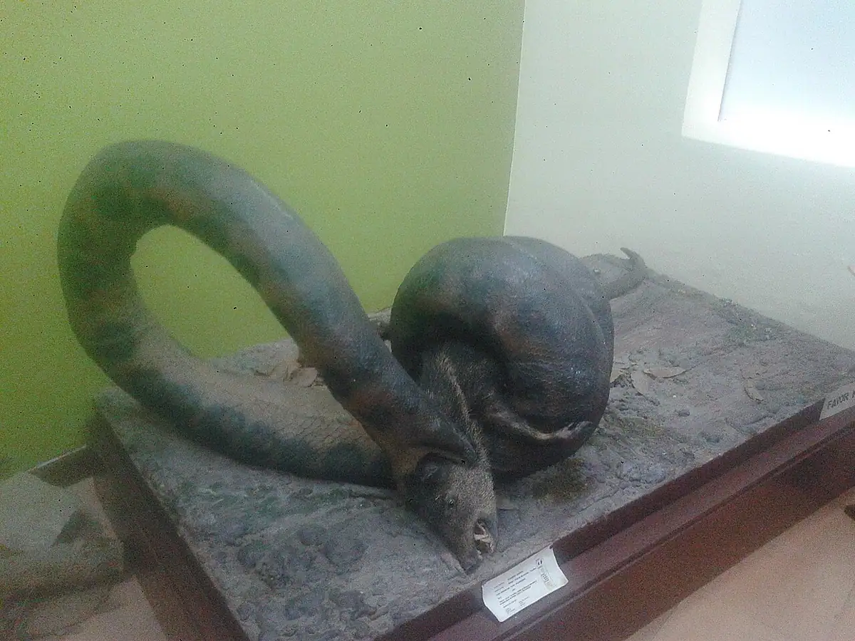 Museo de Historia Natural (Popayán)