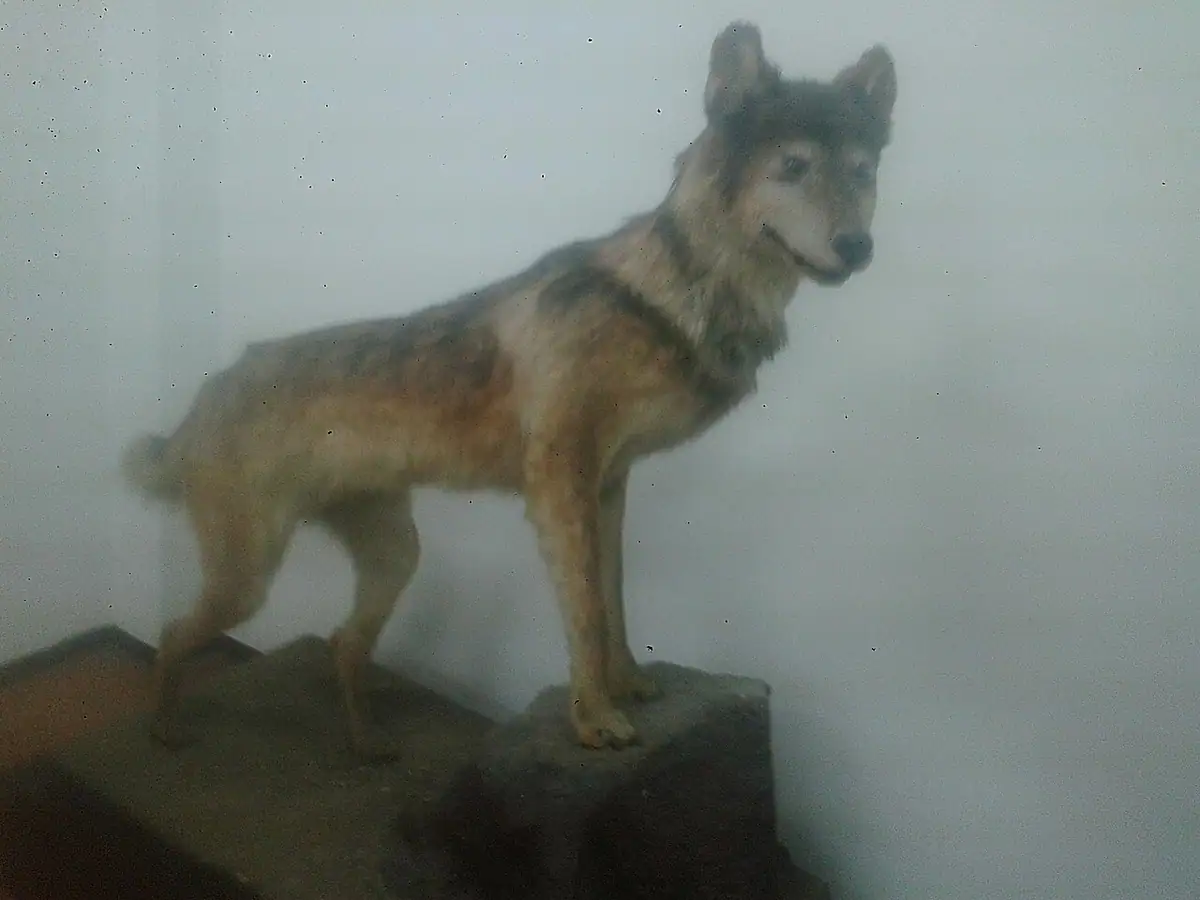 Museo de Historia Natural (Popayán)