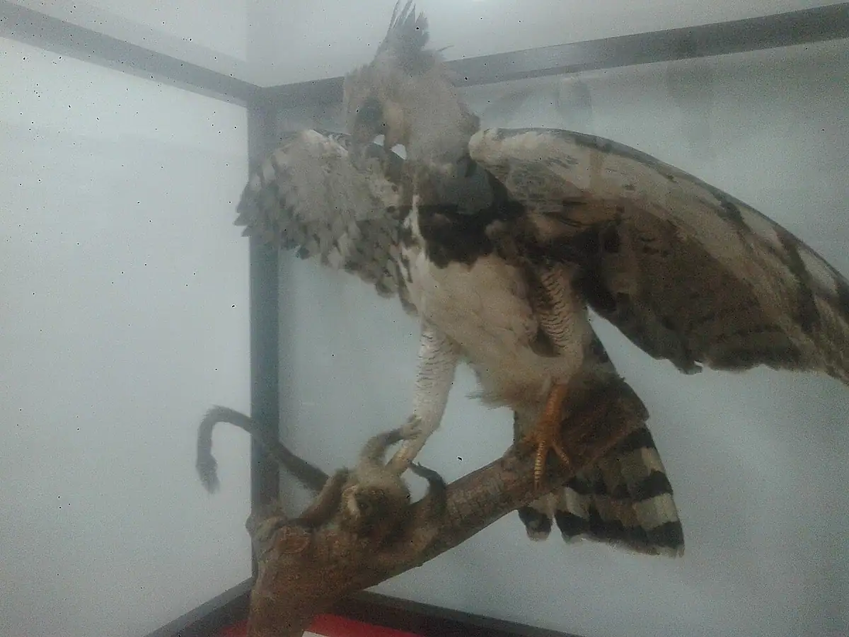 Museo de Historia Natural (Popayán)