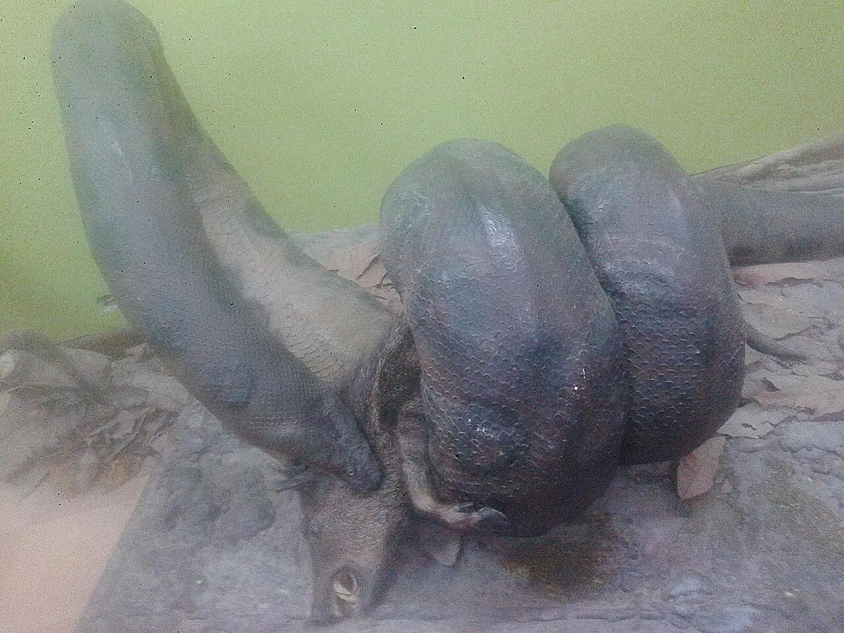 Museo de Historia Natural (Popayán)