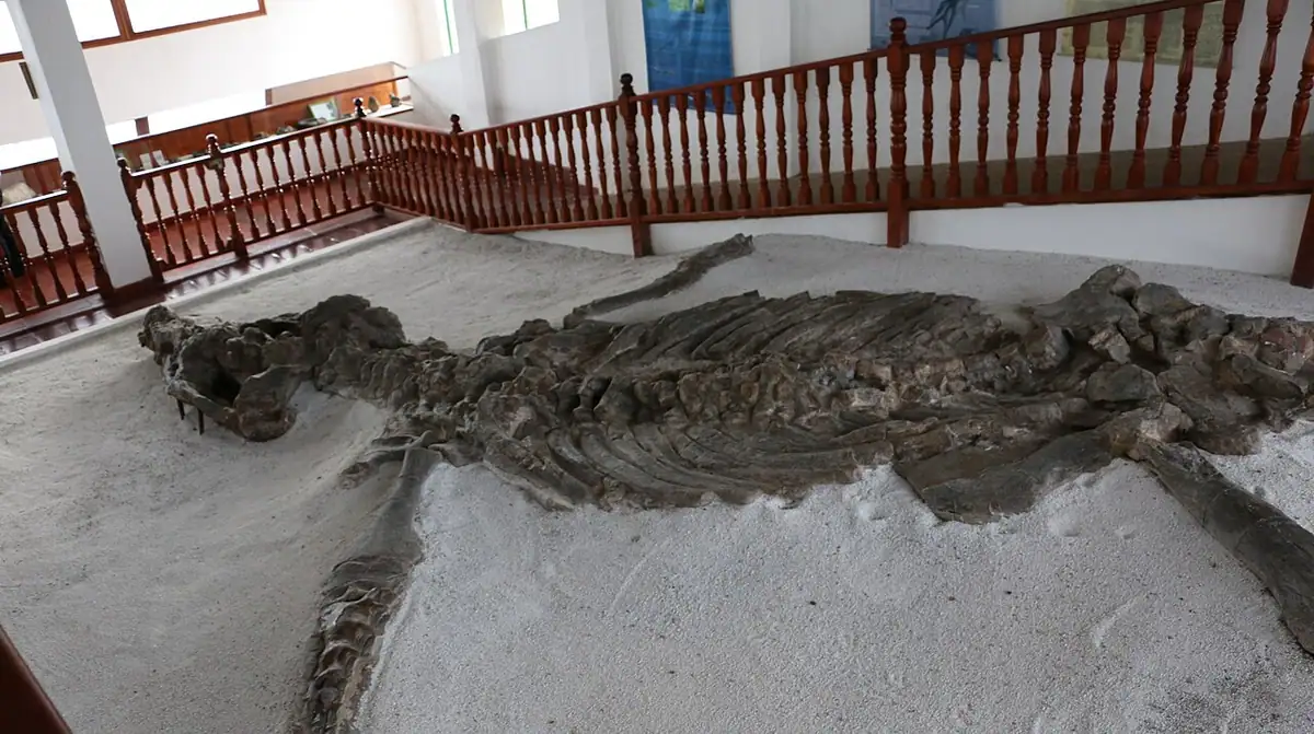 Museo El Fósil (Villa de Leyva)