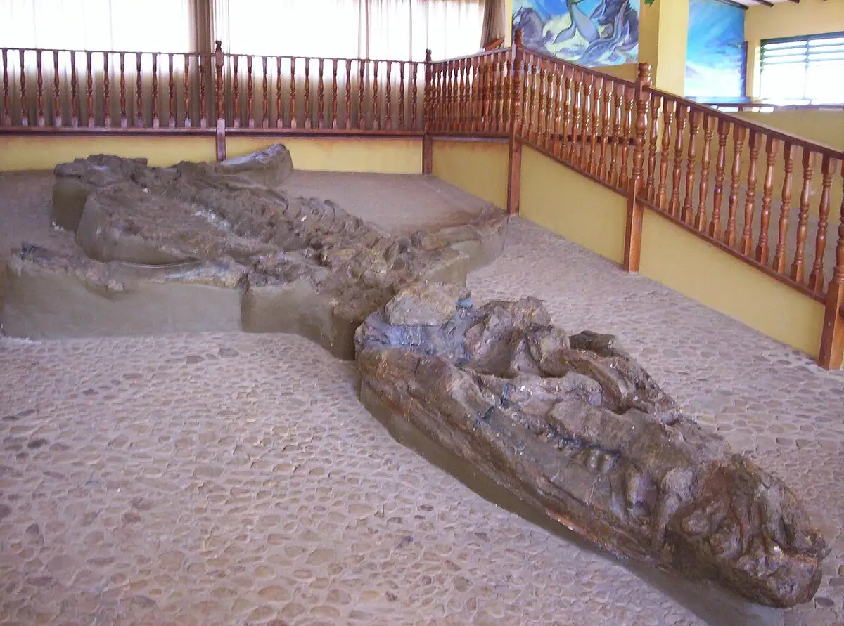 Museo El Fósil (Villa de Leyva)