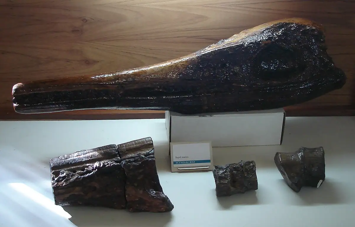 Museo Paleontológico de Villa de Leyva