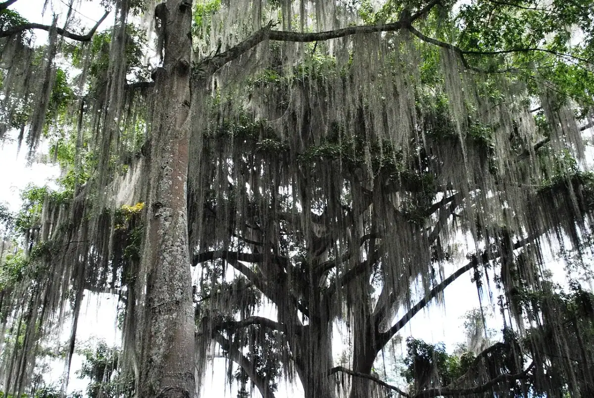 Parque El Gallineral (San Gil)