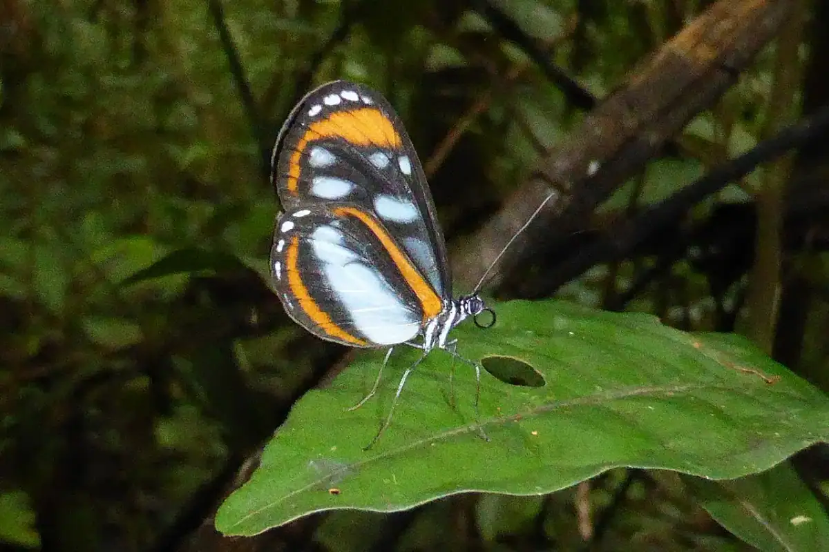 Parque Nacional Natural Amacayacu