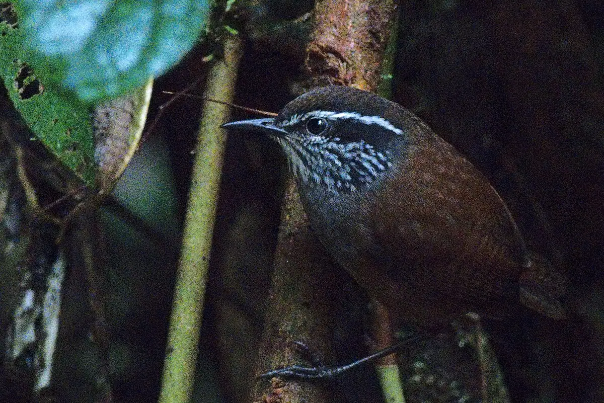 Parque Nacional Natural Munchique