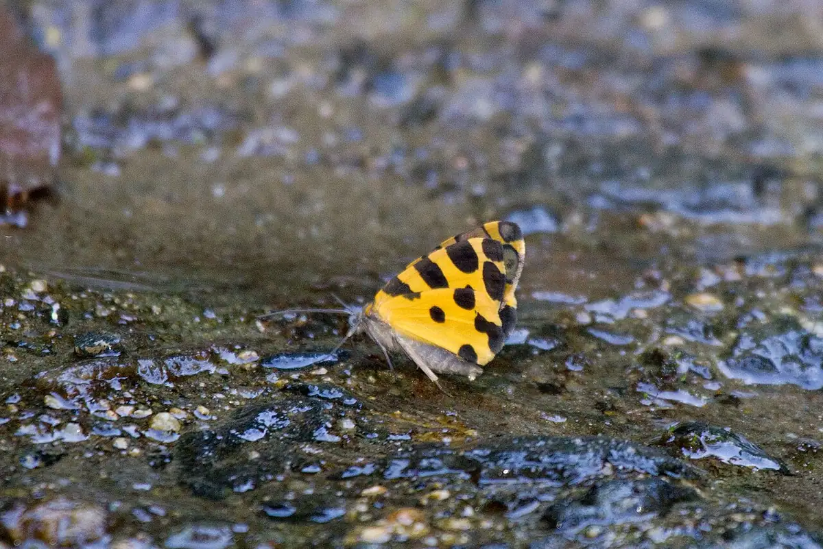 Reserva Natural El Dorado (Sierra Nevada de Santa Marta)