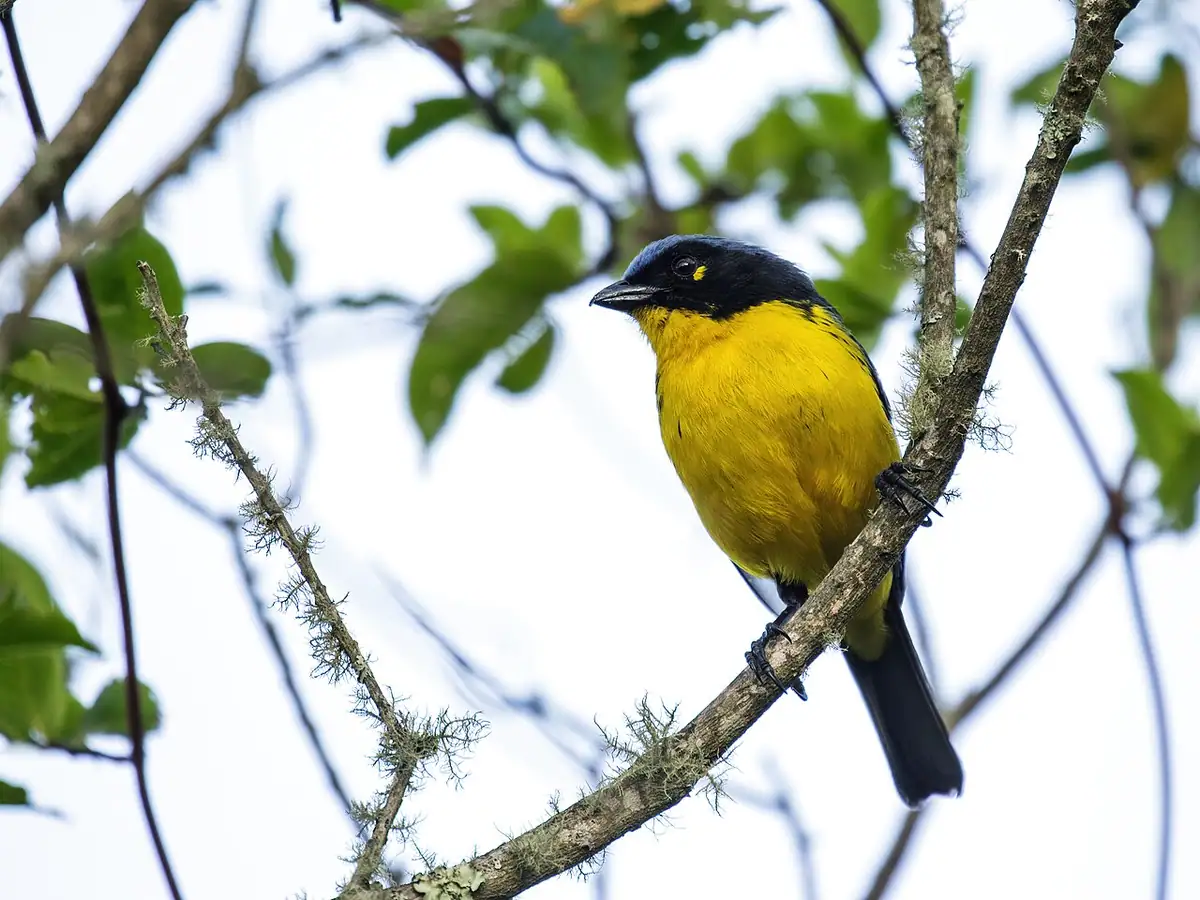 Reserva Natural El Dorado (Sierra Nevada de Santa Marta)