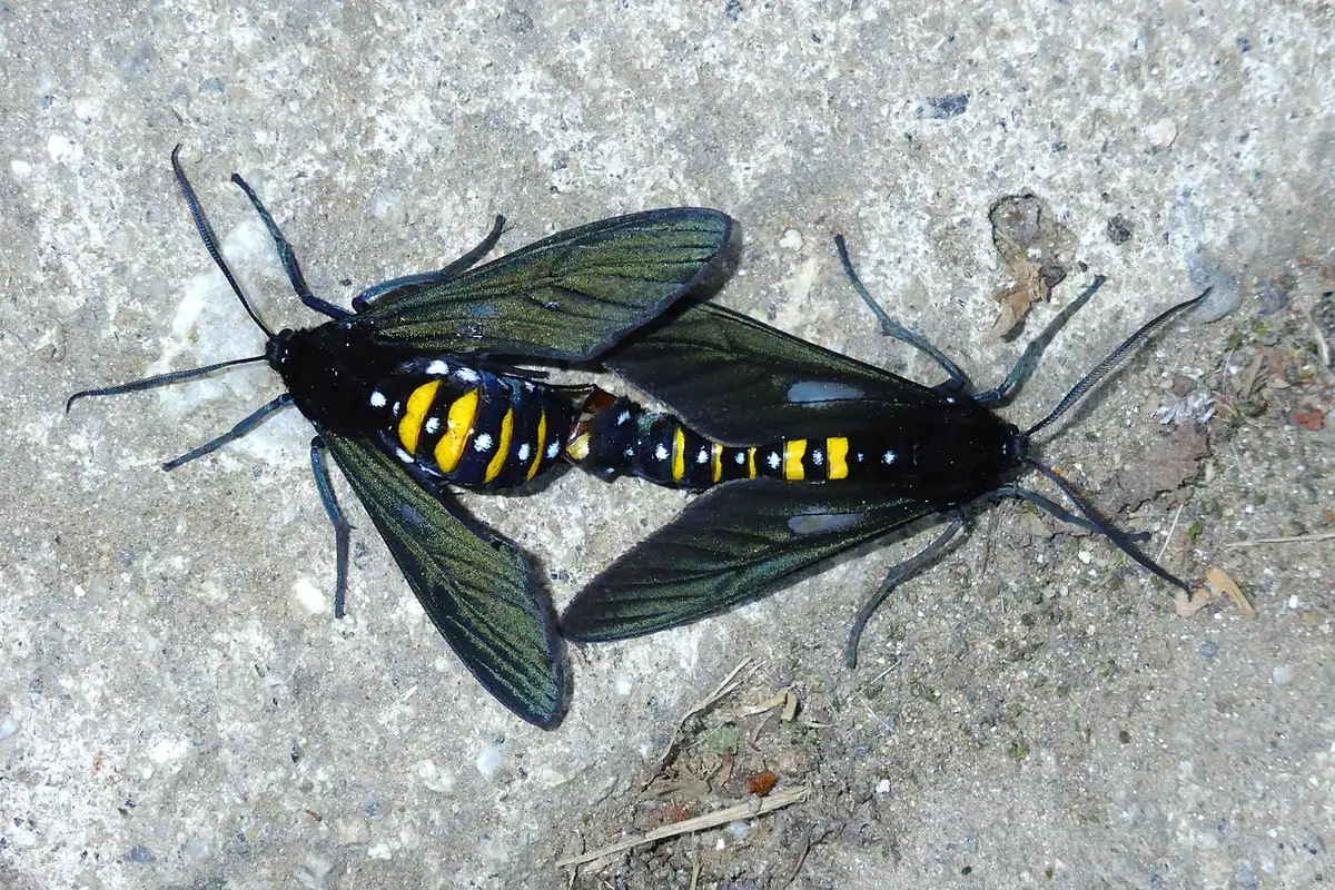 Reserva Natural El Dorado (Sierra Nevada de Santa Marta)
