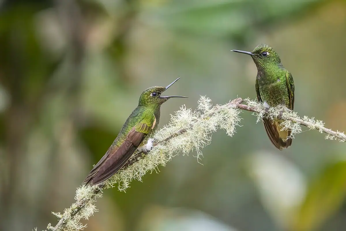 Reserva Natural Río Blanco (Manizales)