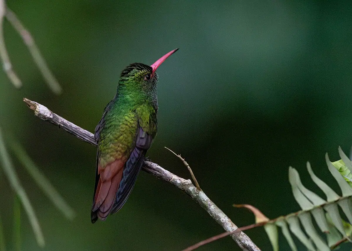 Reserva Natural Tinamú (Manizales)