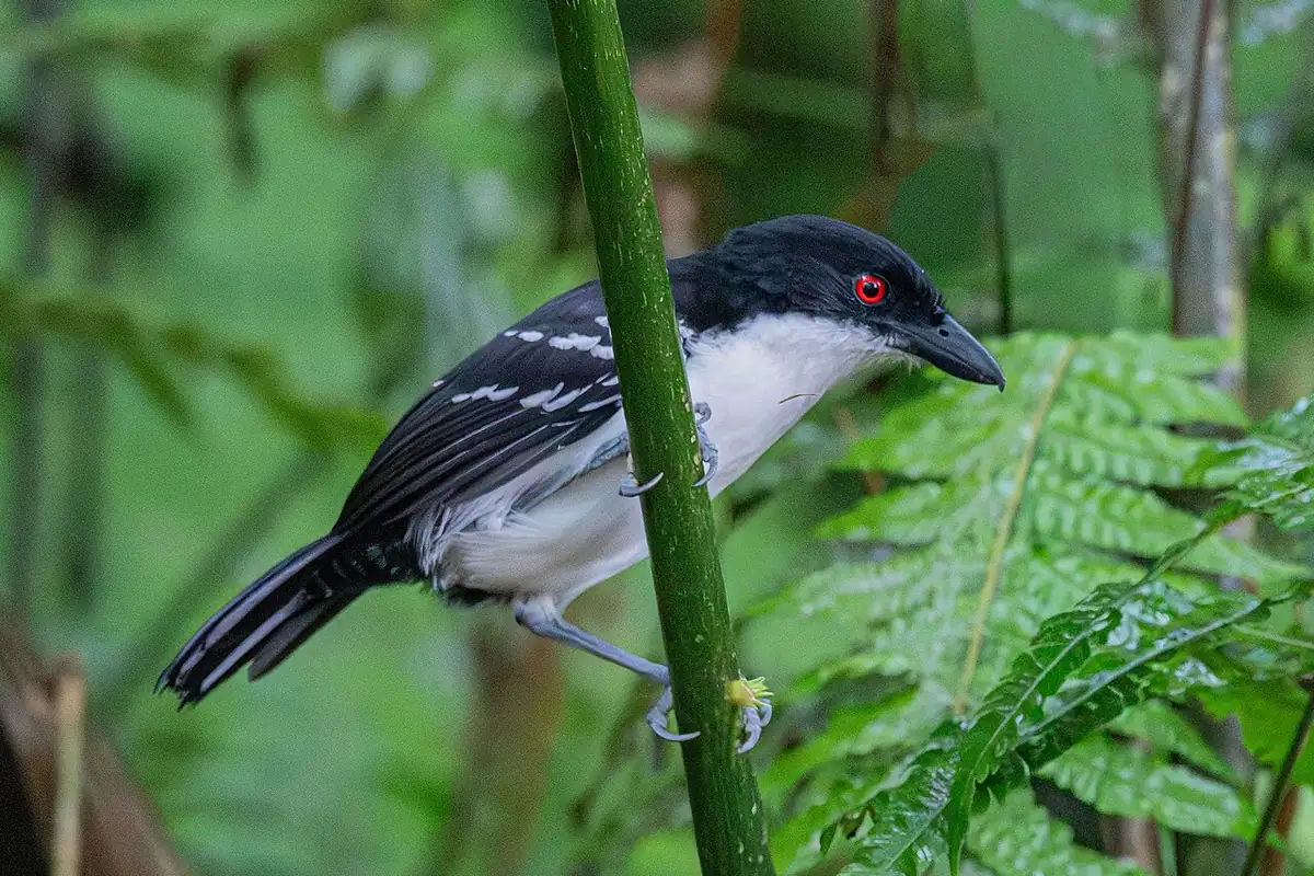 Reserva Natural Tinamú (Manizales)