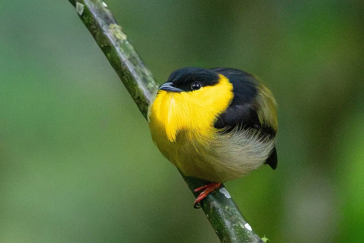 Reserva Natural Tinamú (Manizales)