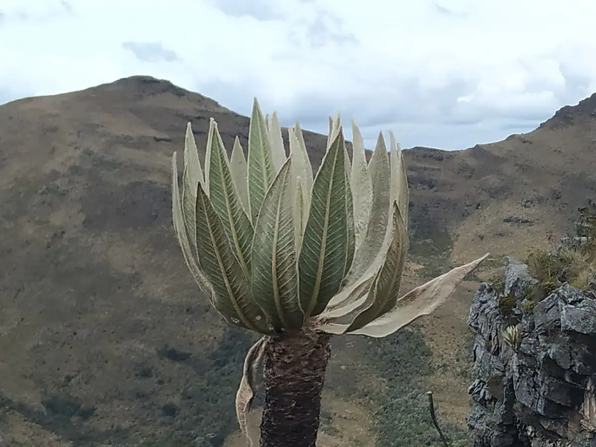 Santuario de Flora y Fauna Guanentá Alto Río Fonce