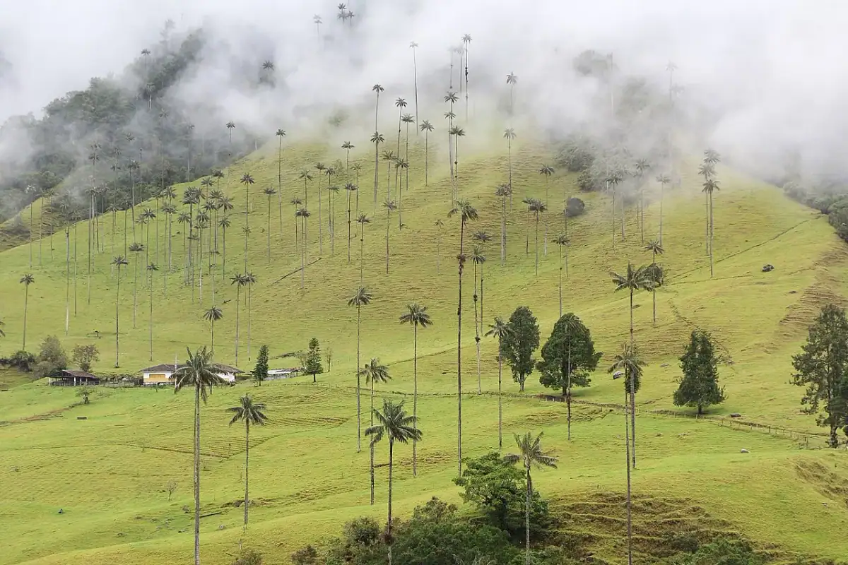 Valle del Cocora