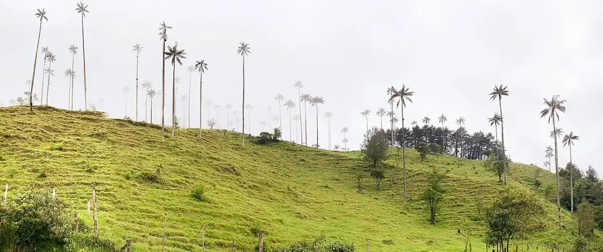 Valle del Cocora