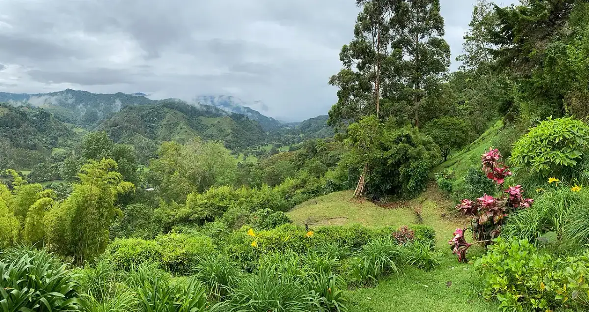 Valle del Cocora