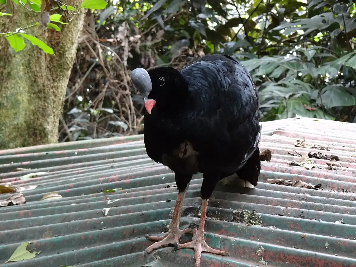 Zoológico Santacruz (Cundinamarca)